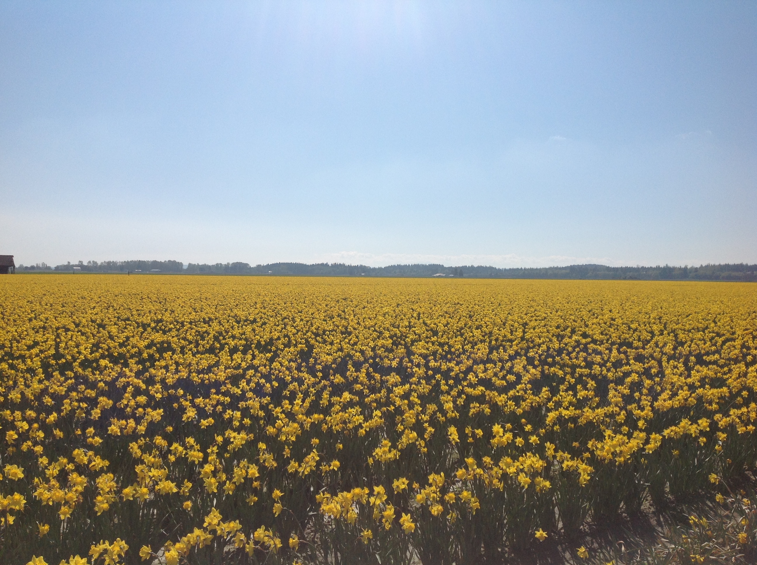 Daffodils field!