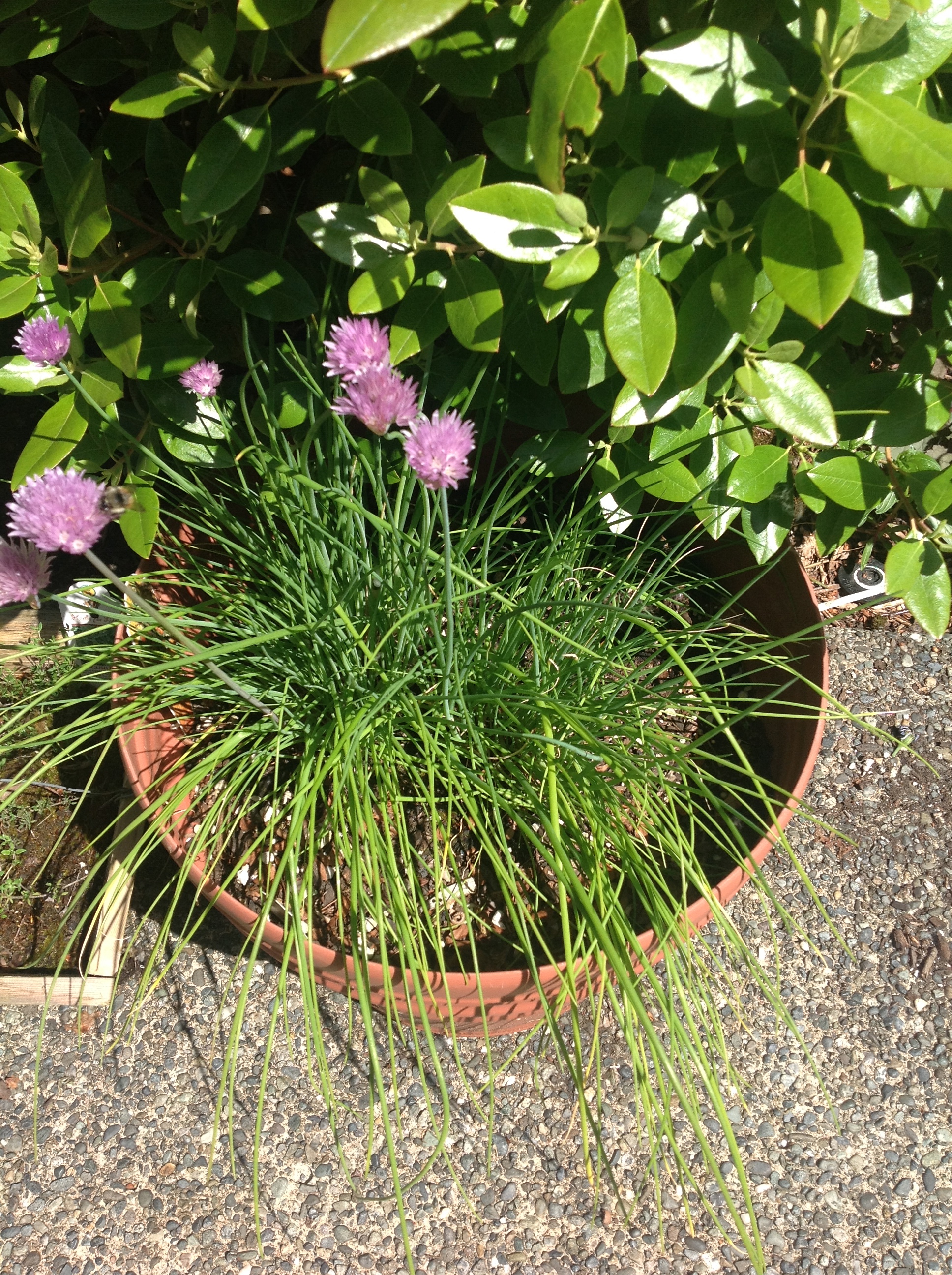 chives..
