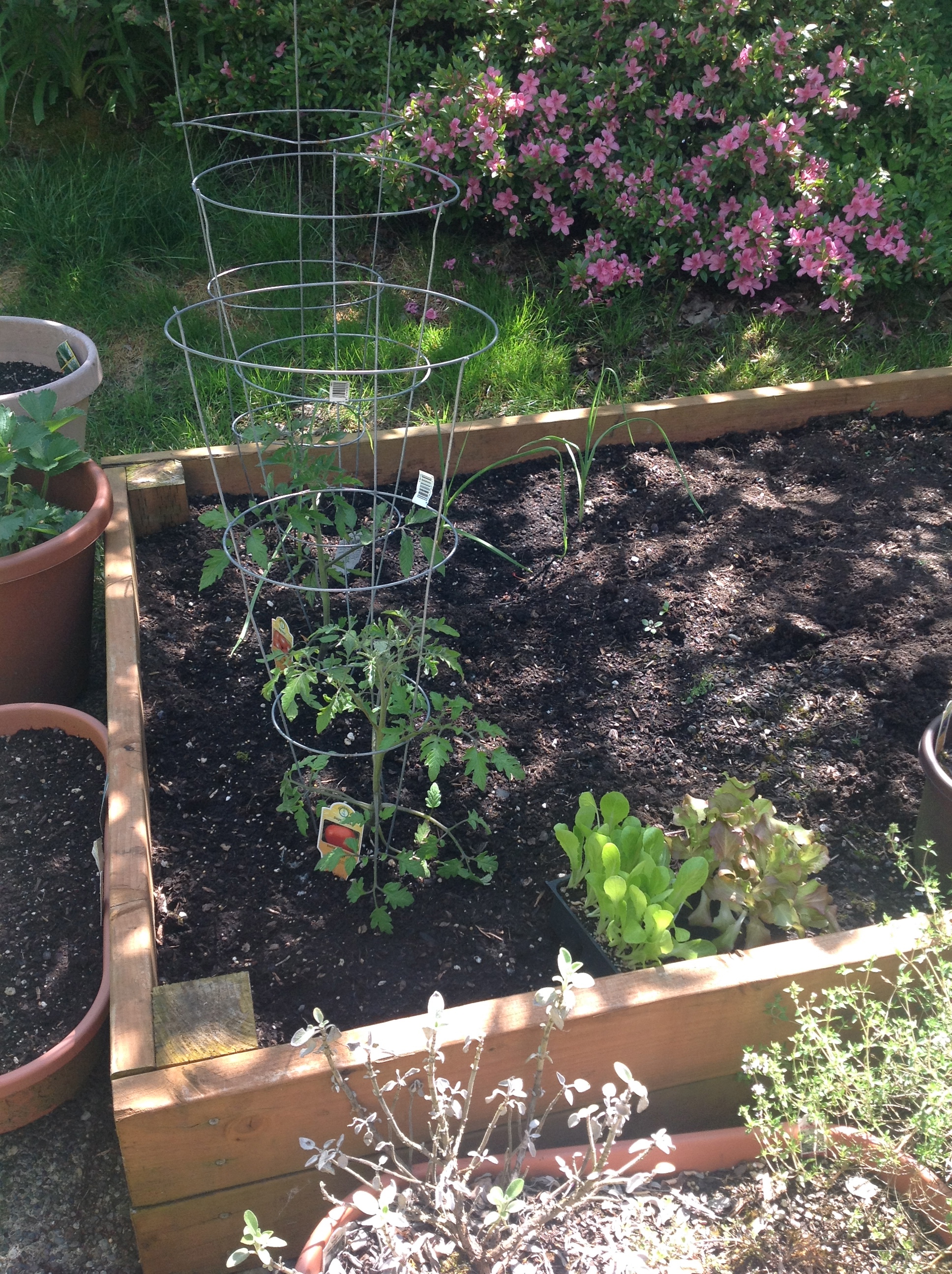 my tomatoes,garlic, lettuces