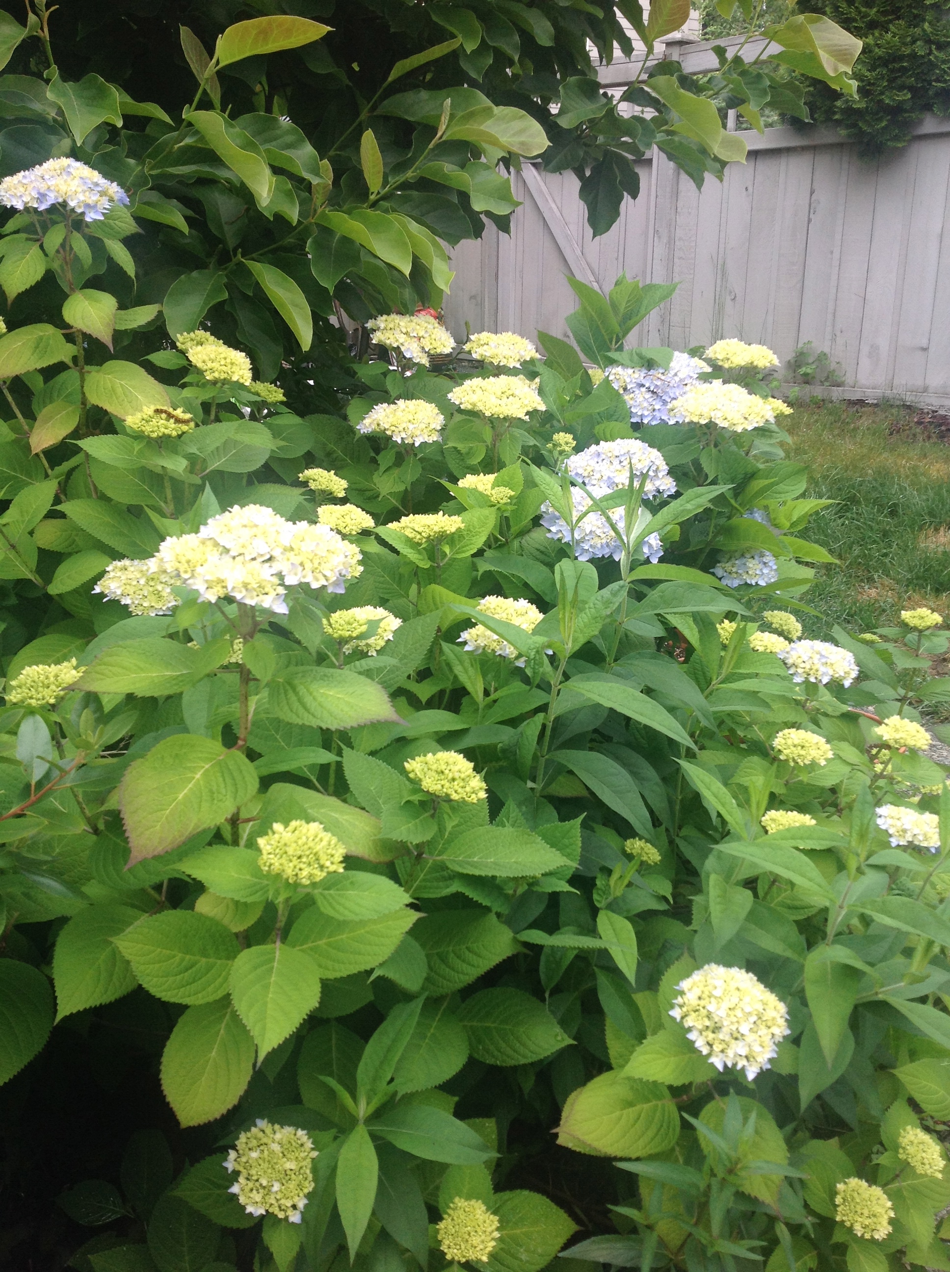 Hydrangeas galore! so looking forward to harvest this pretty flowers in the coming weeks..