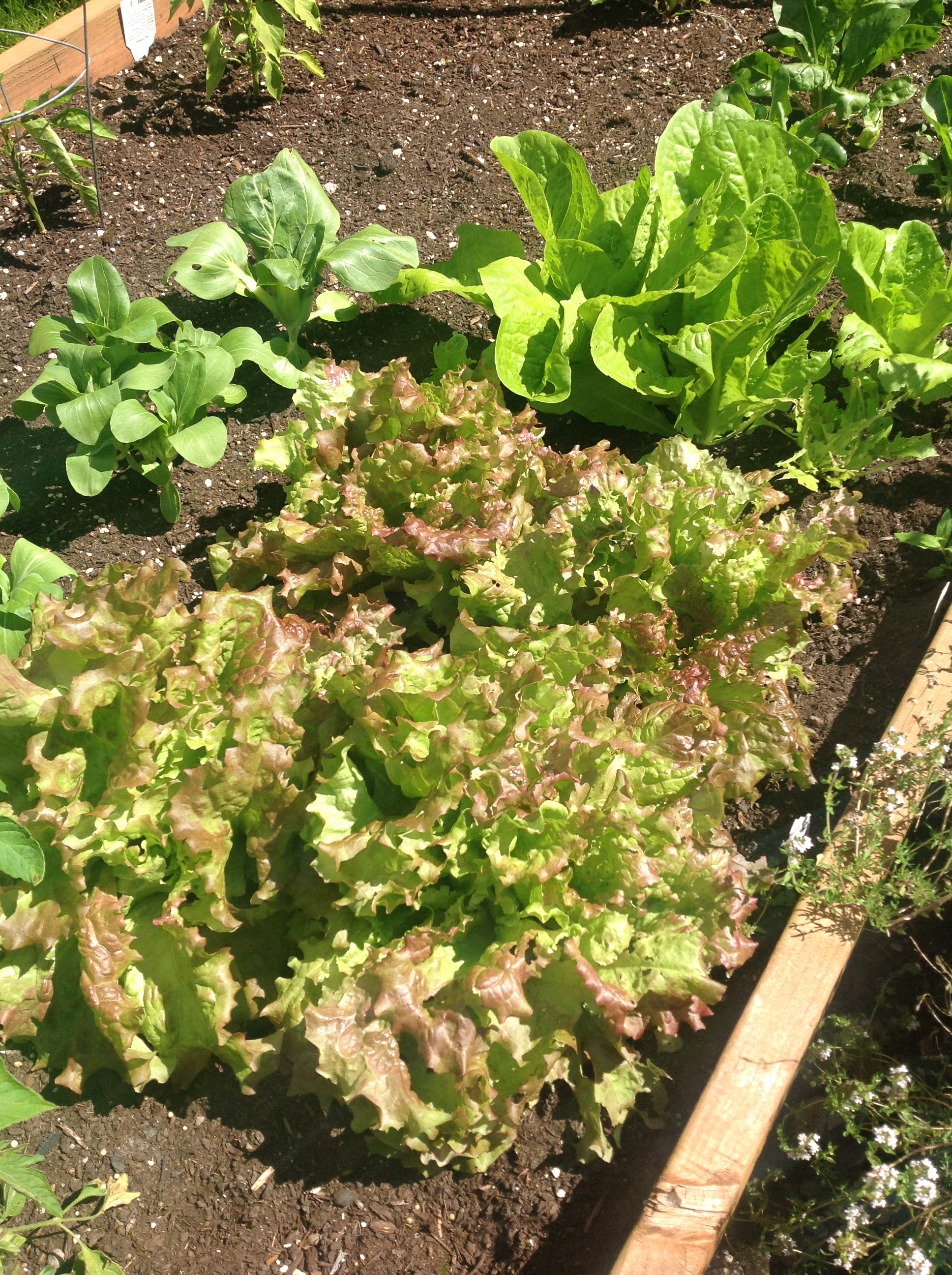 lettuces galore!
