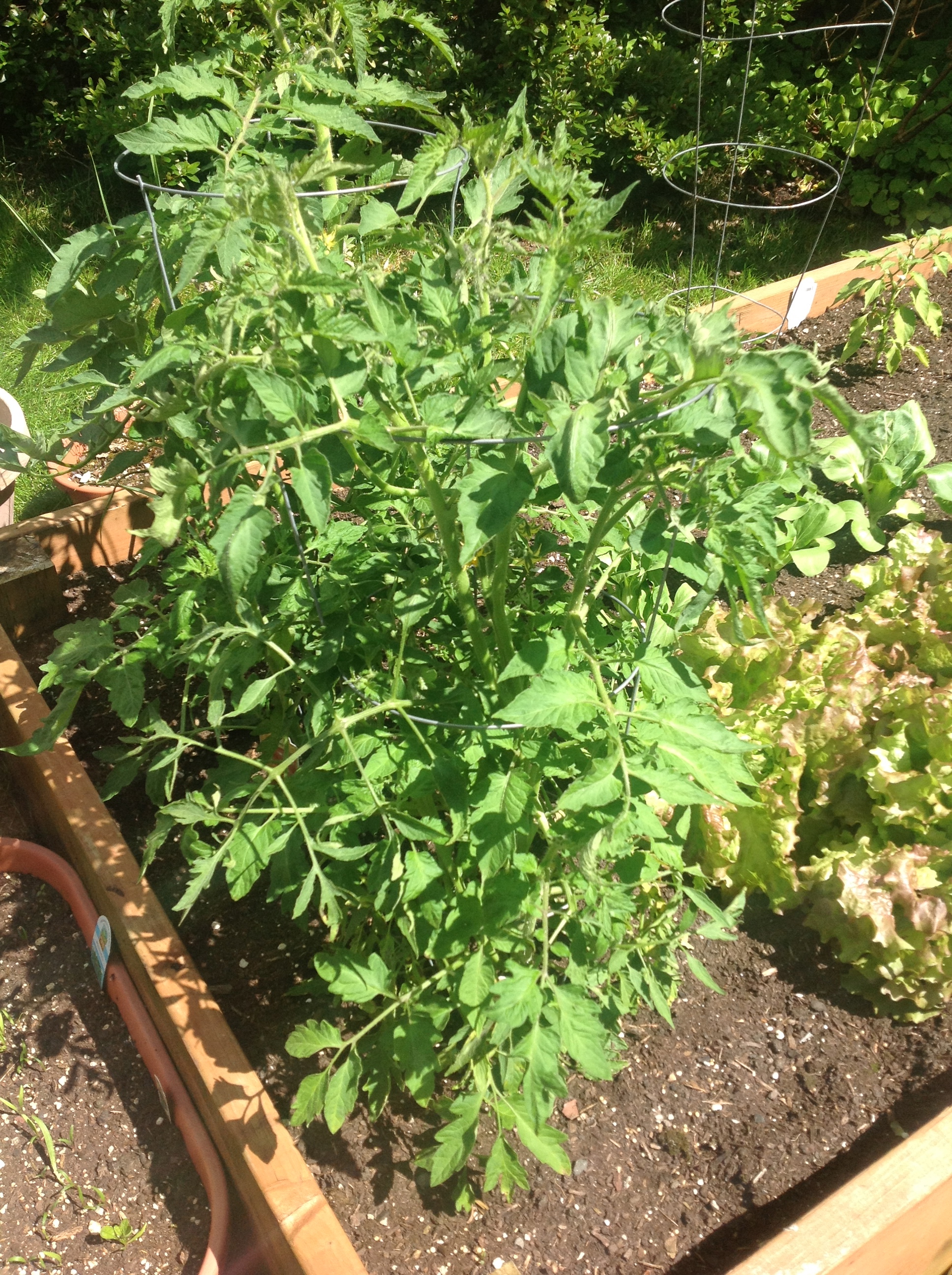 my tomatoes are doing well too.