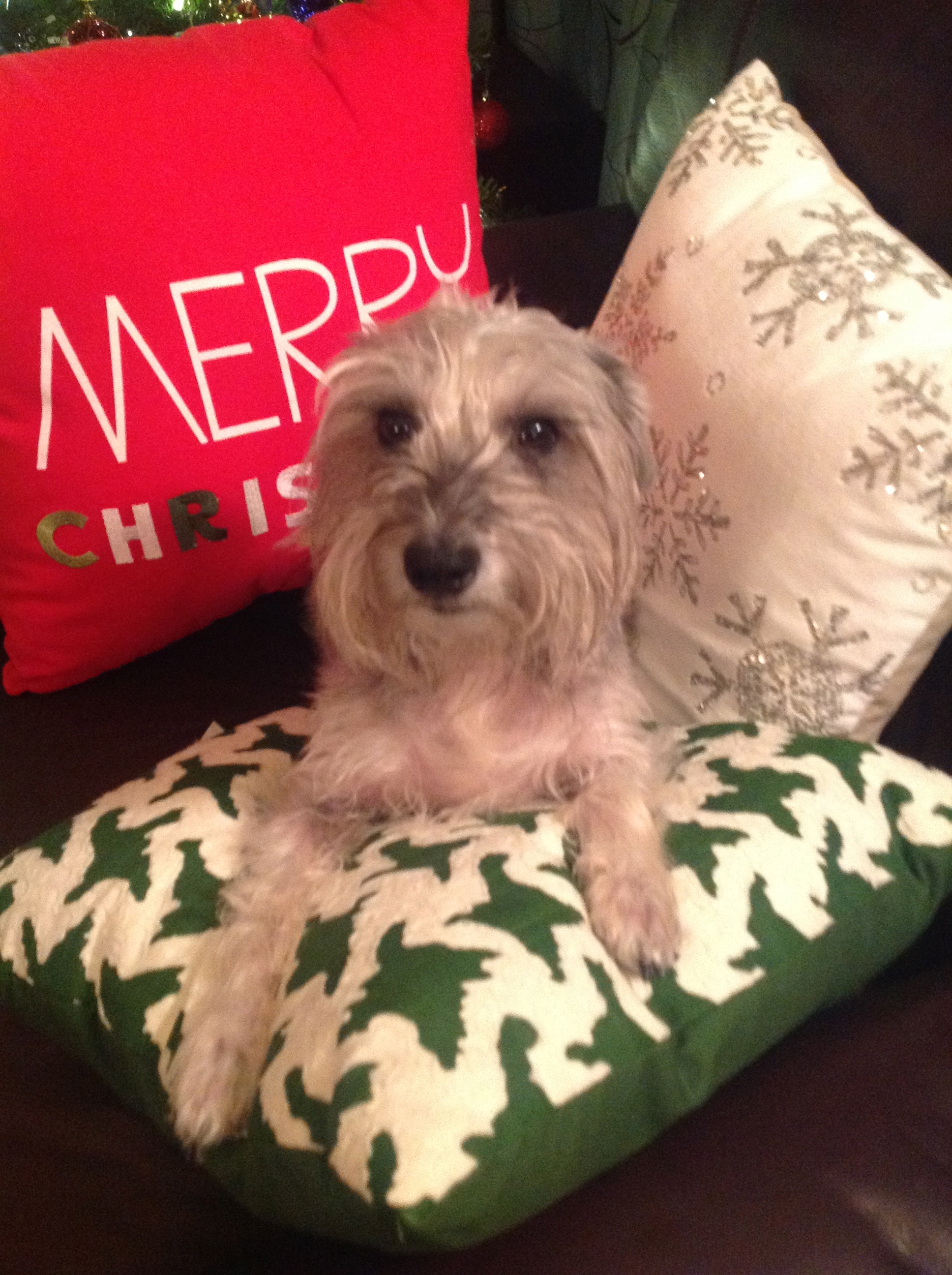 the new Holiday pillows,Riley liked it too!