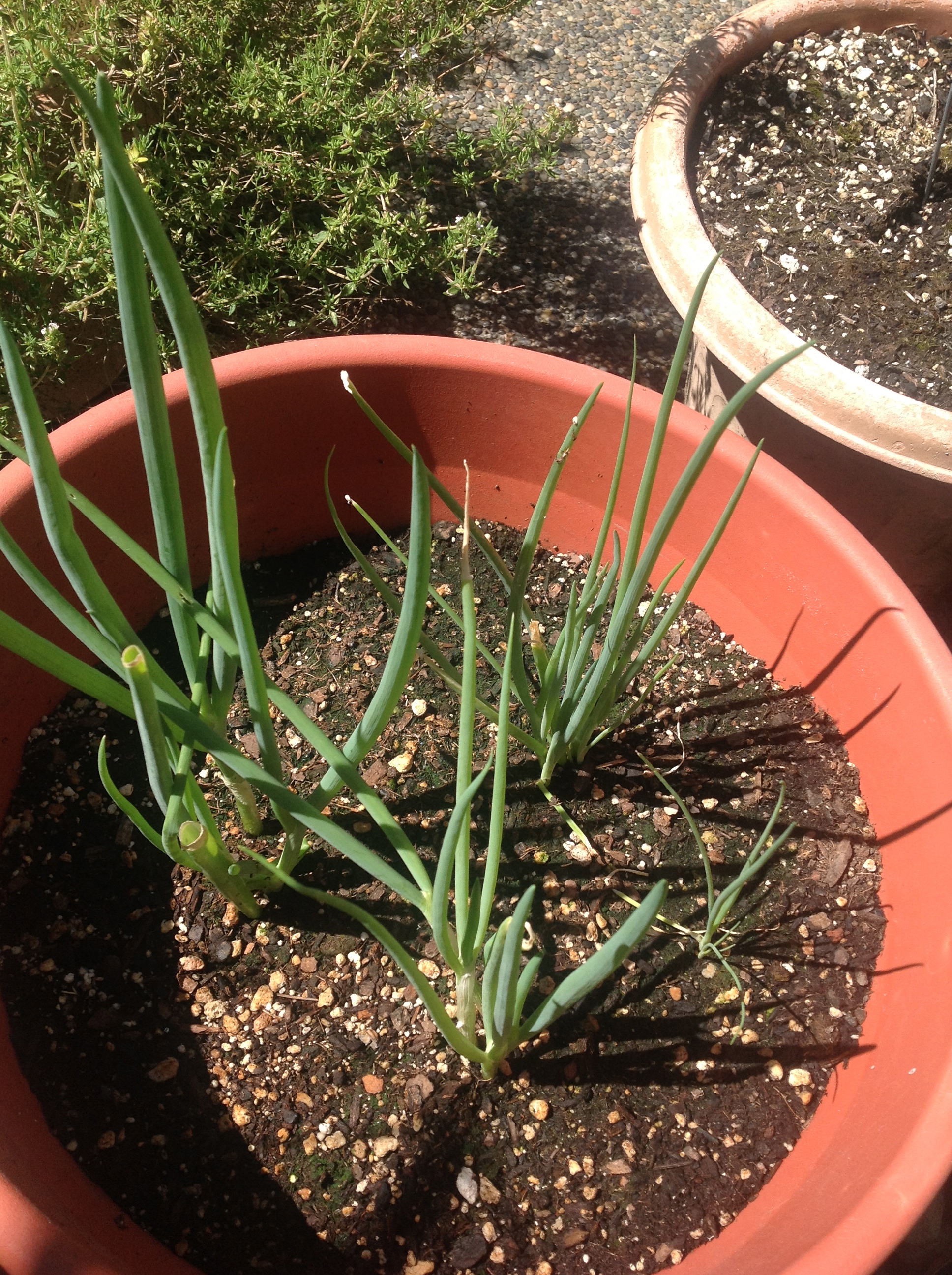 green onions;I planted this last year(from seeds) and they survived winter! 